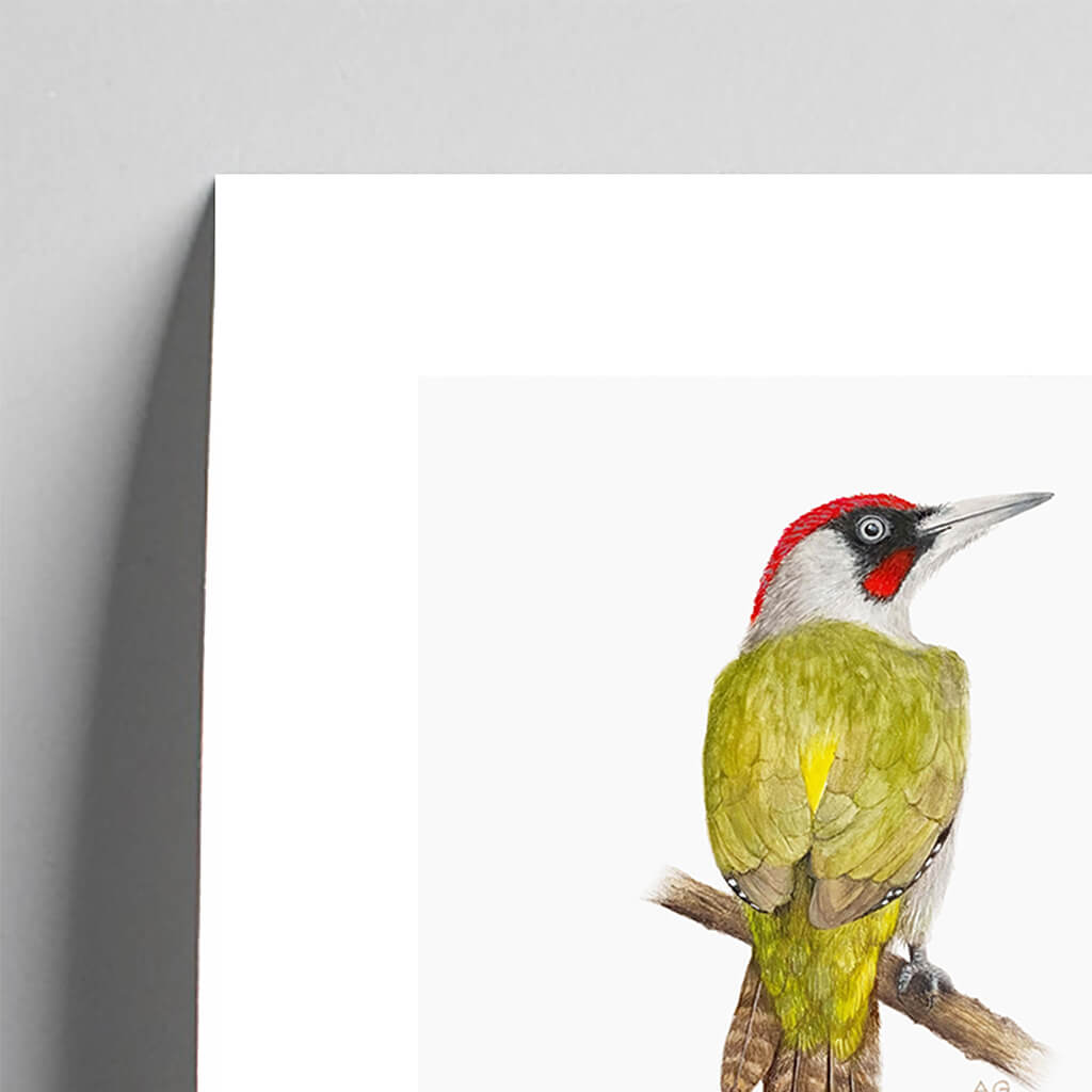 Green Woodpecker Giclée Fine Art Print by Amanda Gosse detail