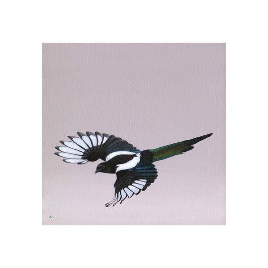 Eurasian Magpie in Flight Fine Art Print of Original Painting by Amanda Gosse