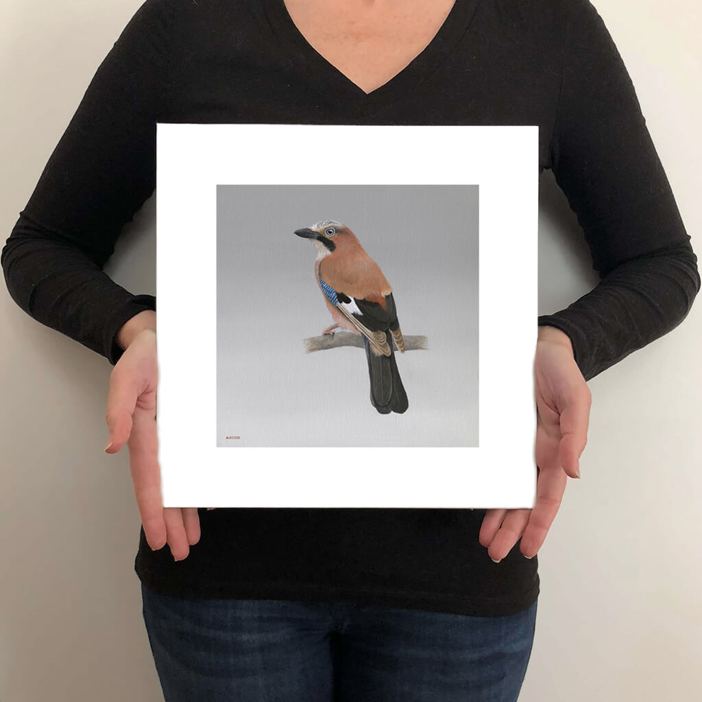 Jay fine art giclée bird print by Amanda Gosse size guide