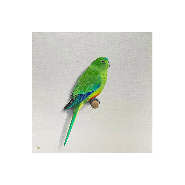 Fine art print Orange-bellied Parrot by Amanda Gosse artist