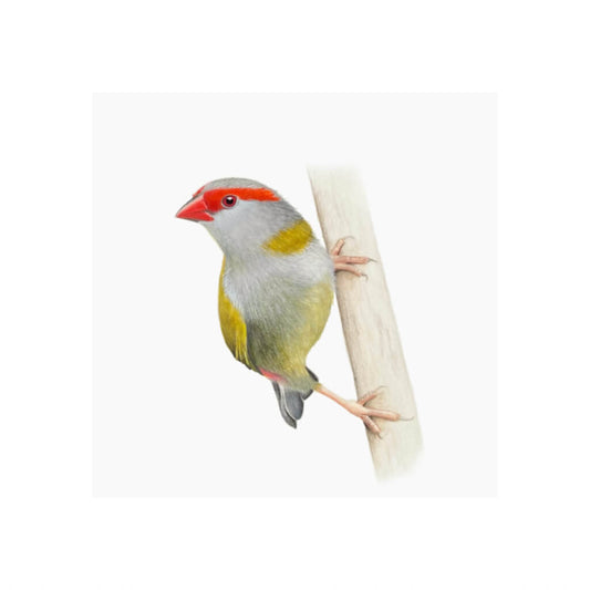  Fine art giclée print of a Red-browed Finch artwork by bird artist Amanda Gosse