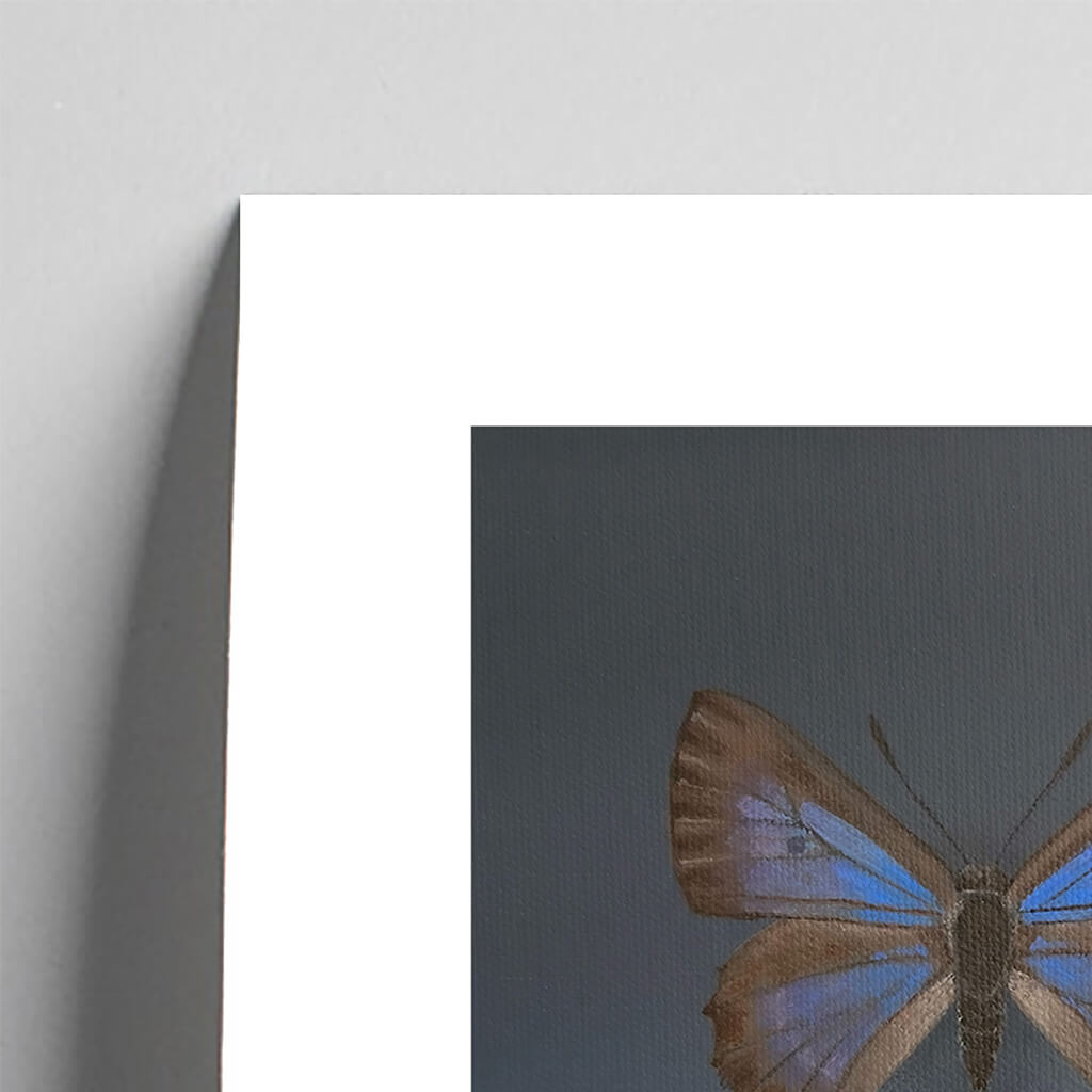 Australian Bulloak Butterfly Giclée Fine Art Print by Amanda Gosse detail