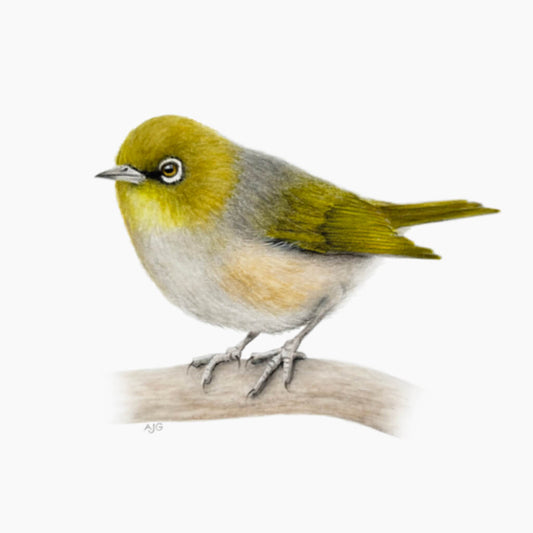 Silvereye bird original Gouache Painting by bird artist Amanda Gosse