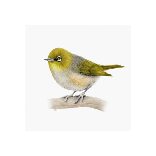 Silvereye Bird Giclée Fine Art Print by Amanda Gosse