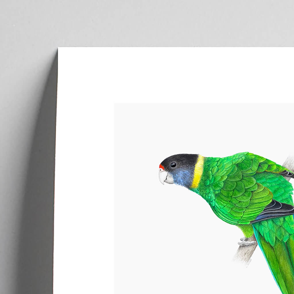 Australian Ringneck Parrot Giclée Fine Art Print by Amanda Gosse bird artist detail