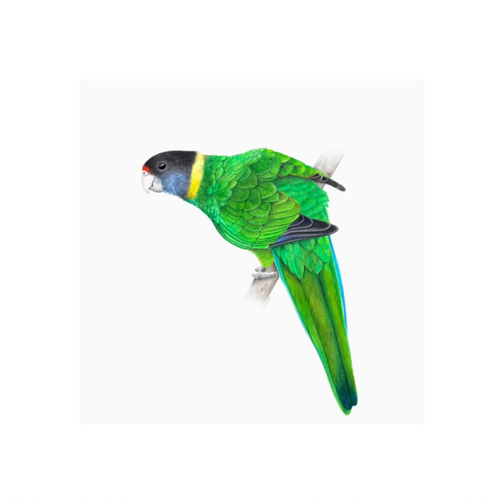 Australian Ringneck Parrot Giclée Fine Art Print by Amanda Gosse bird artist