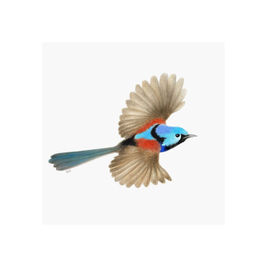 Fine art giclée print of a Variegated Fairy Wren by Amanda Gosse bird artist