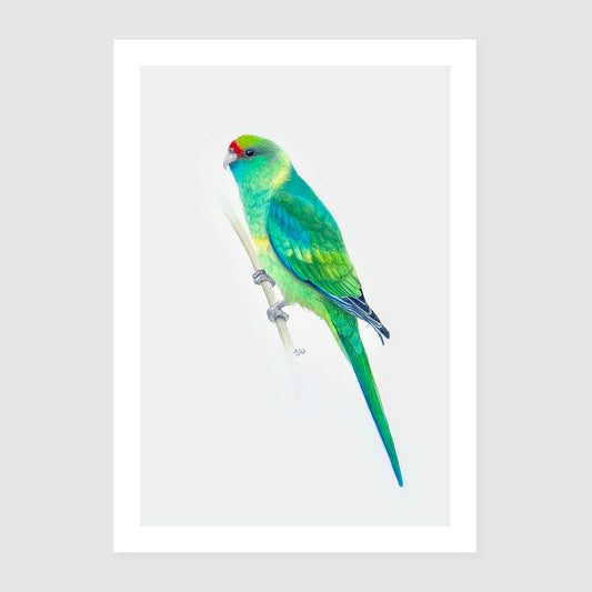Mallee Ringneck Parrot Fine Art Print by Amanda Gosse