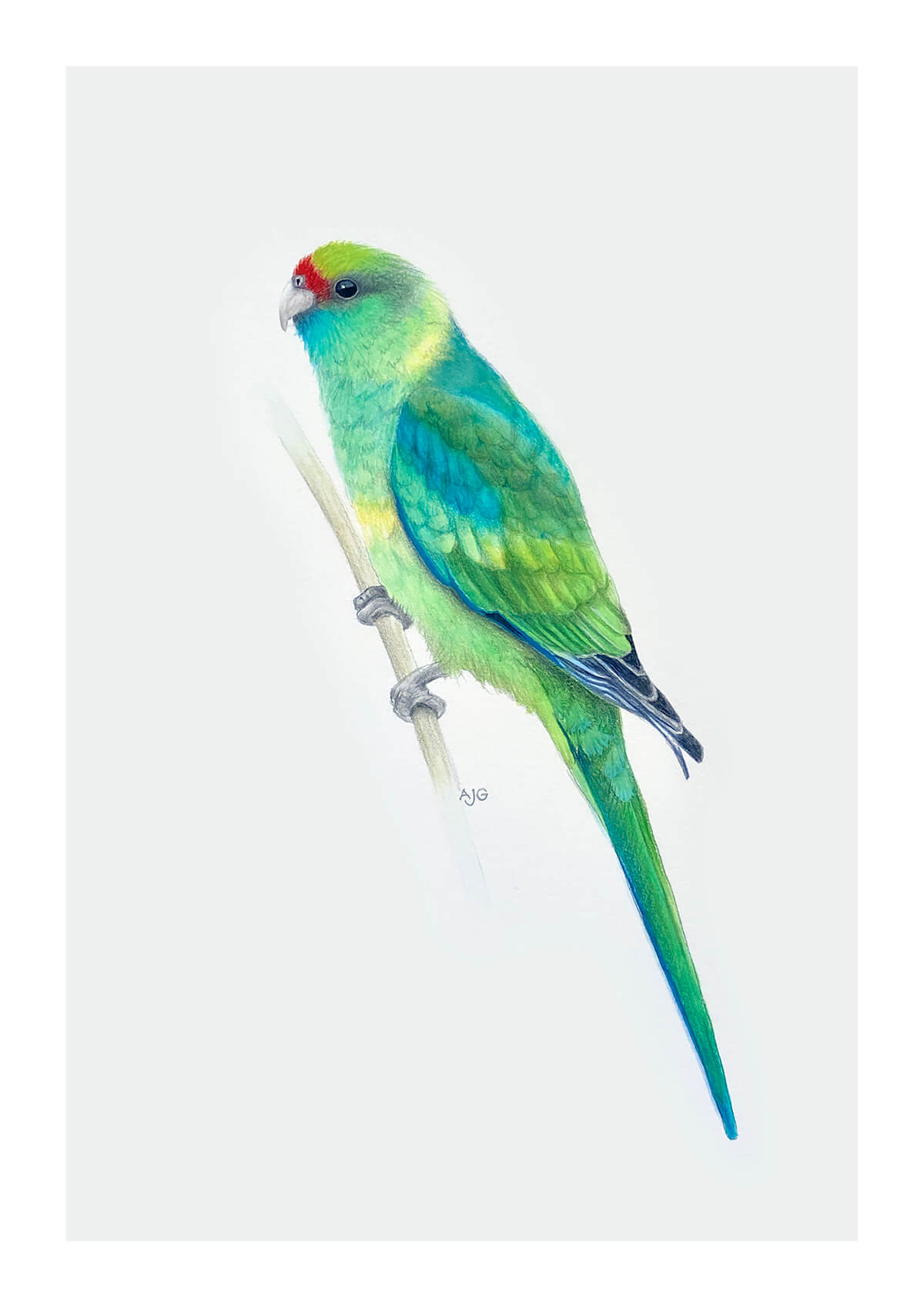 Mallee Australian Ringneck Parrot Fine Art giclée print by Amanda Gosse