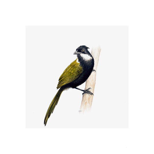 Fine Art Giclée Print of an Eastern Whipbird Australian Bird