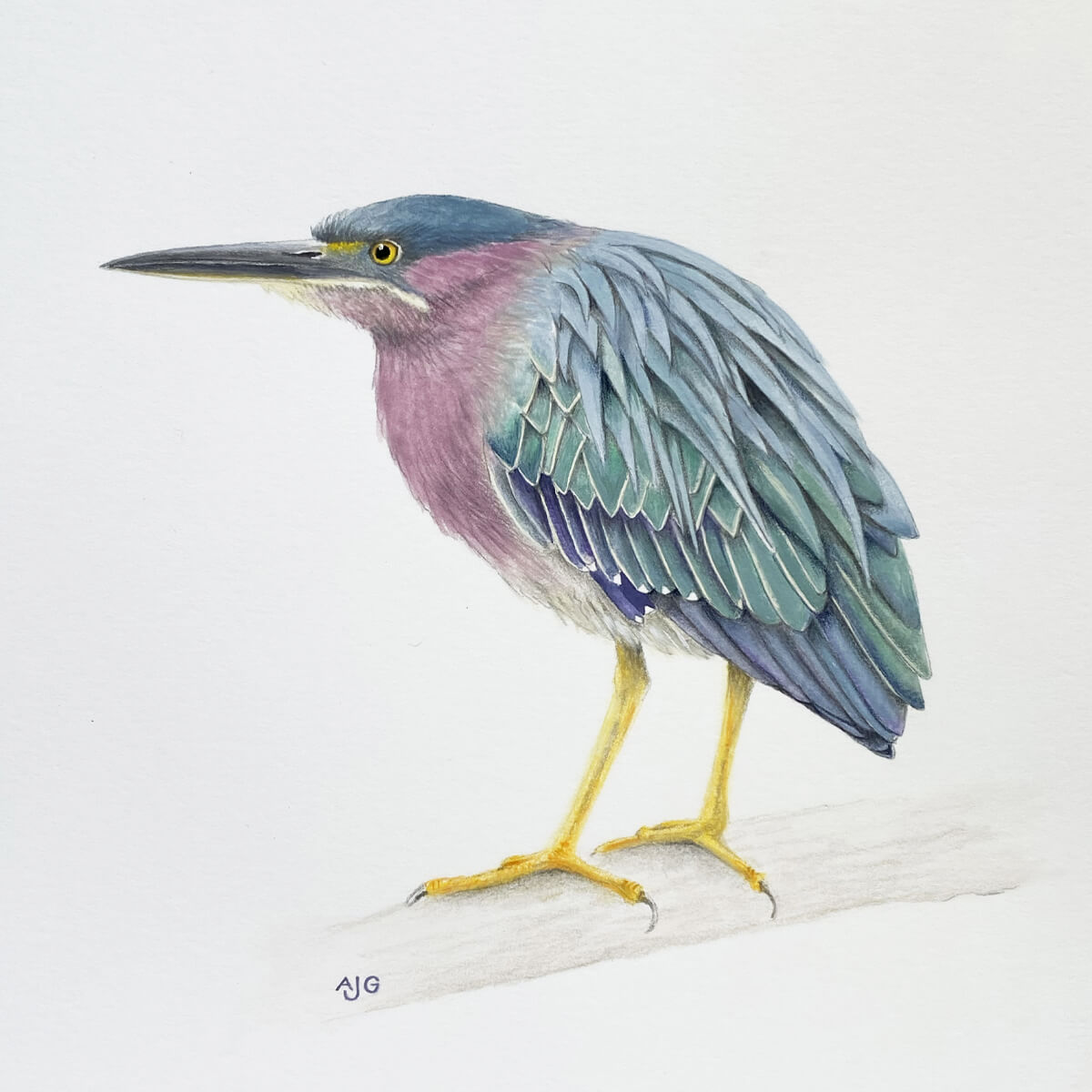 Green Heron gouache painting by Amanda Gosse