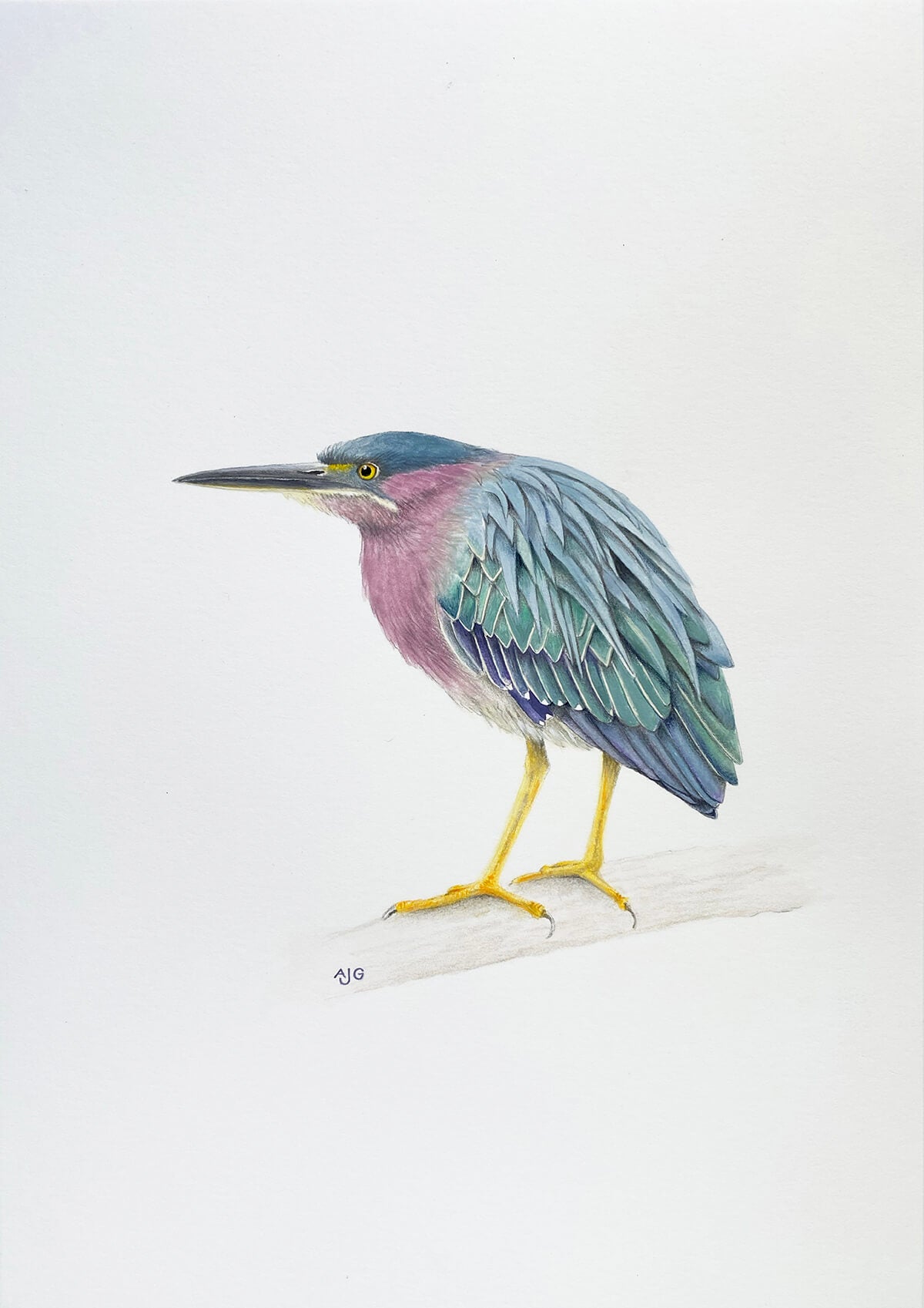 Green Heron pencil and gouache painting by Amanda Gosse