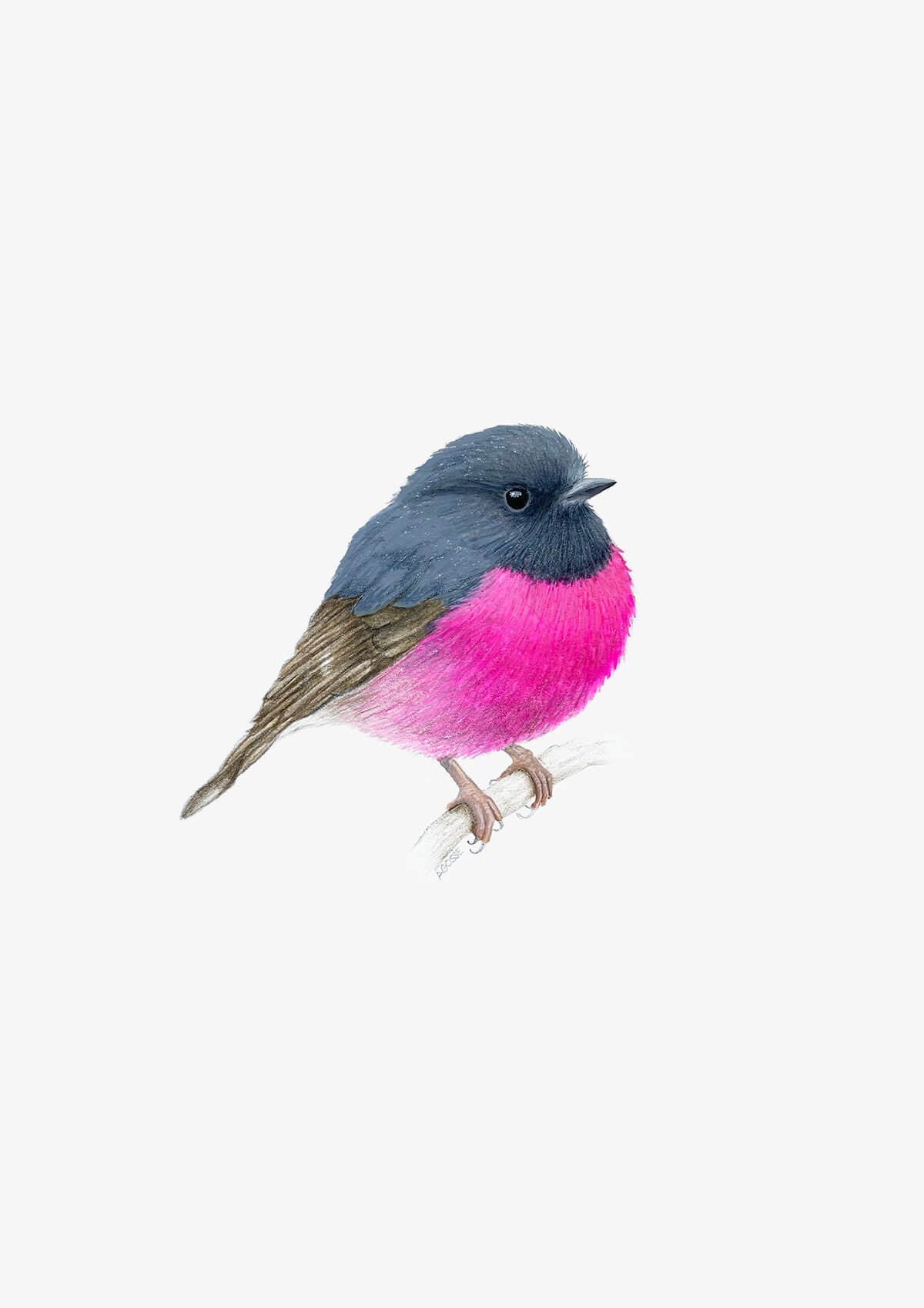 Original Australian Pink Robin painting in gouache and pencil by Amanda Gosse