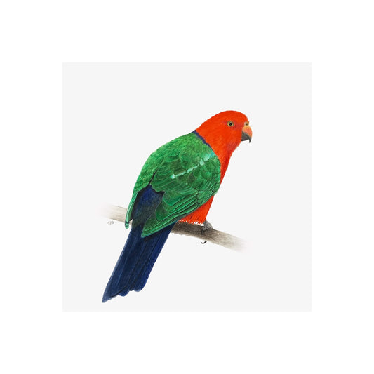King Parrot by Amanda Gosse Gicleé Fine Art Print