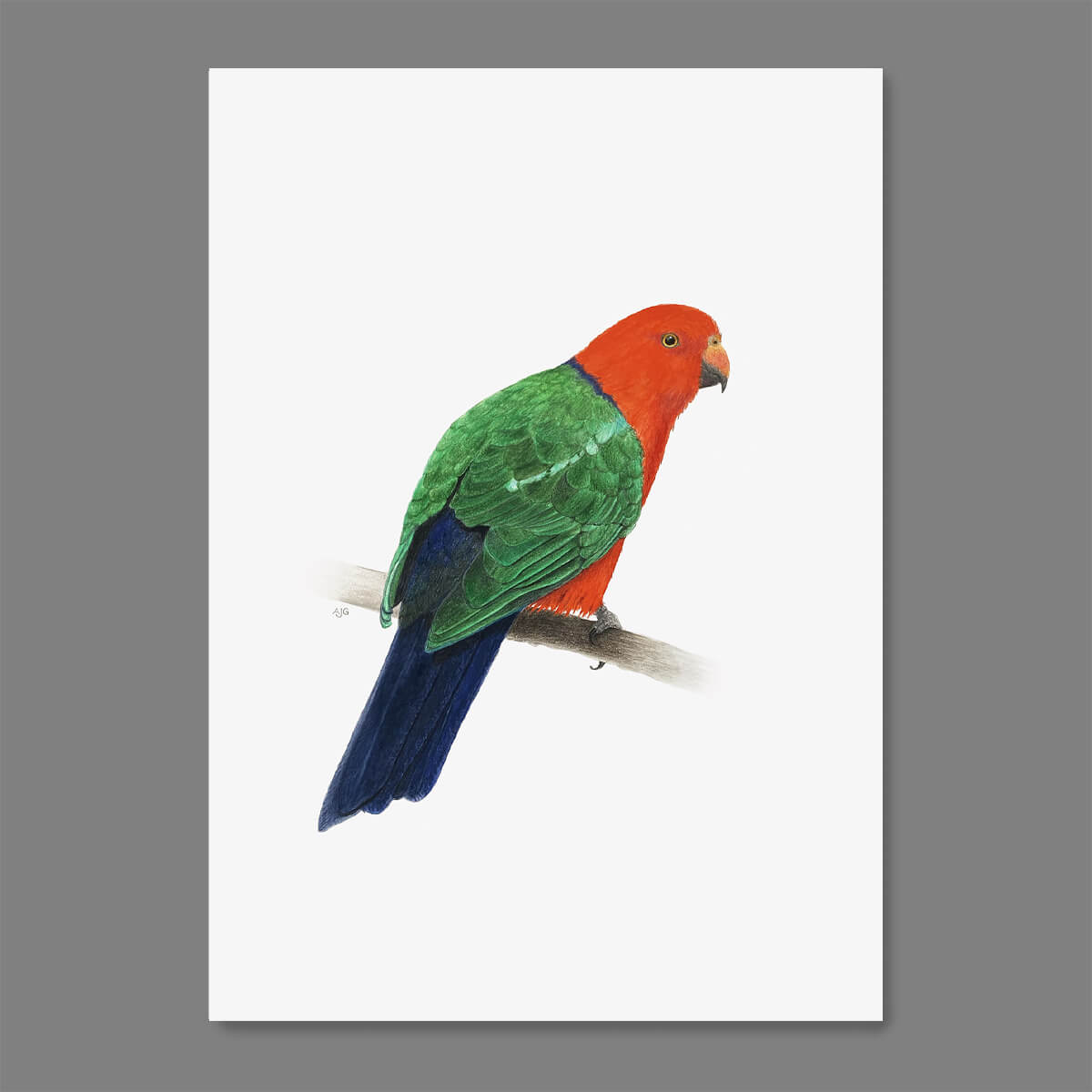 Australian King Parrot original gouache painting by Amanda Gosse