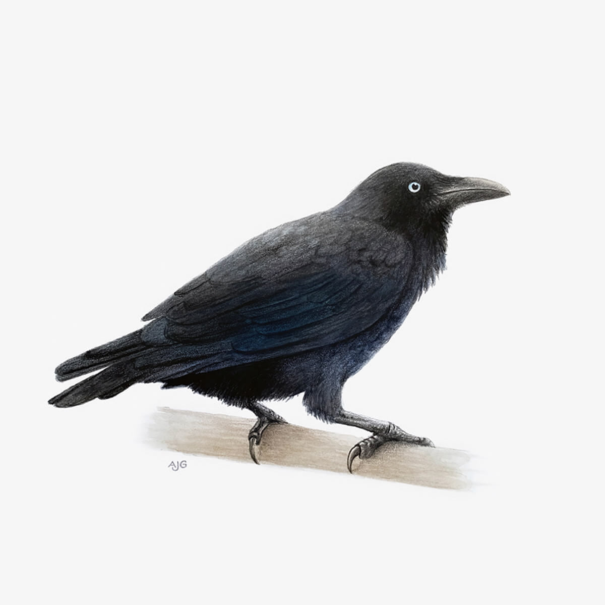 Australian raven original gouache and pencil painting by Amanda Gosse bird artist