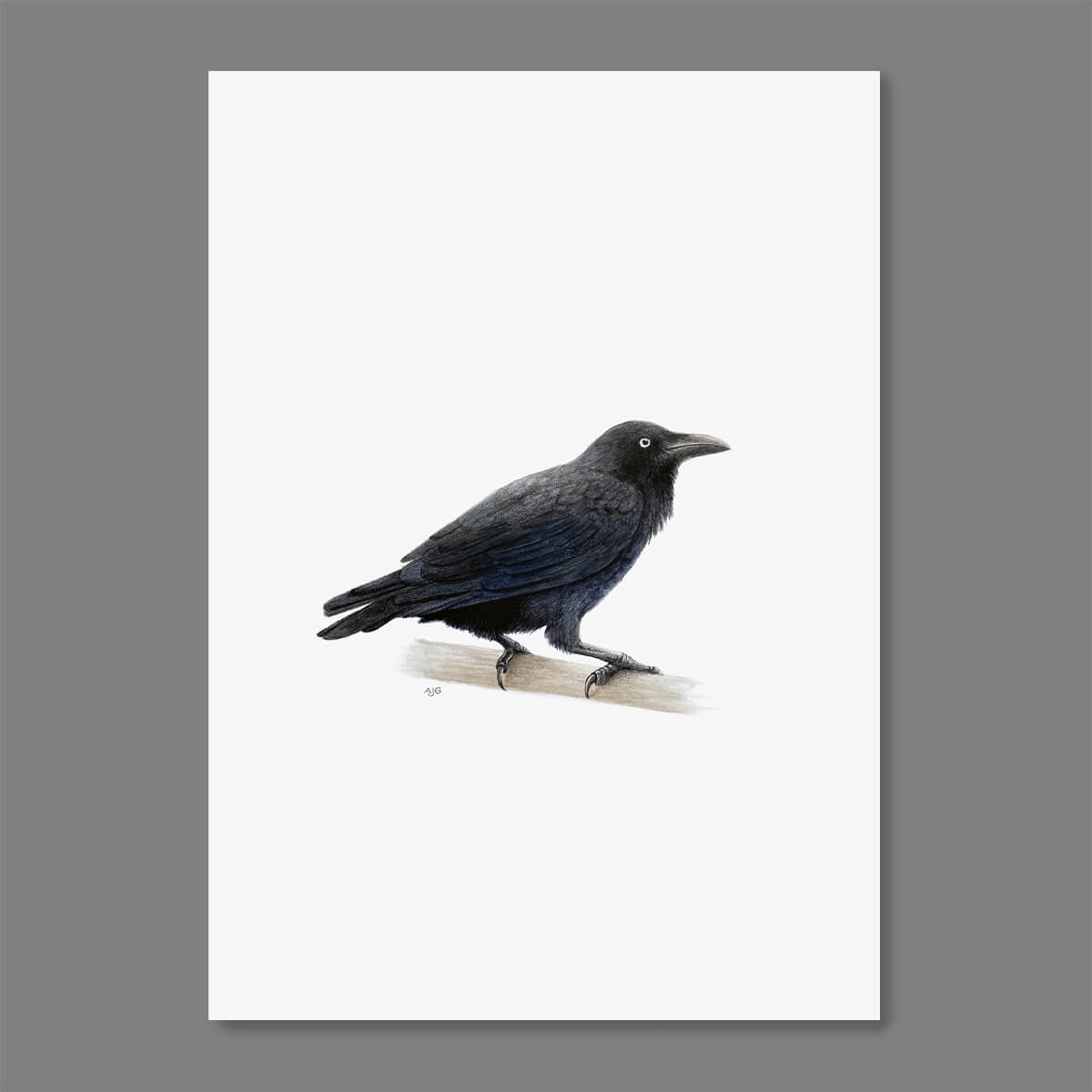 Australian raven crow original gouache and pencil painting by Amanda Gosse bird artist