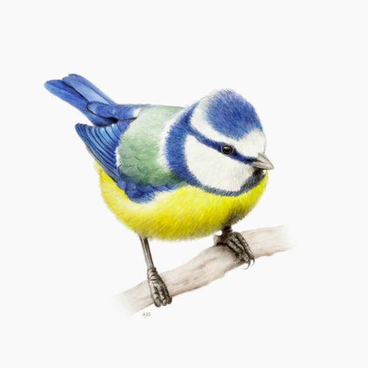 Blue Tit Gouache Painting by bird artist Amanda Gosse