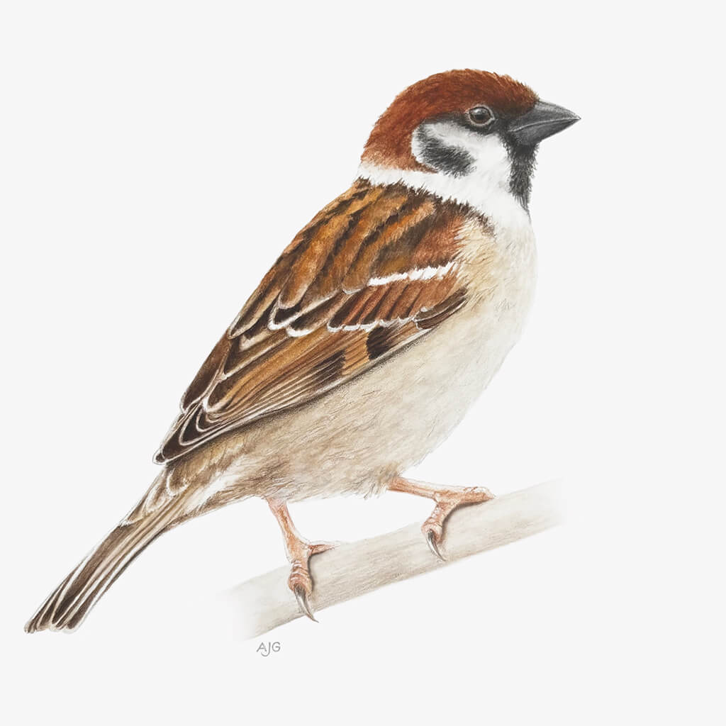 Tree Sparrow Original Painting – Gouache & Coloured Pencil on Paper