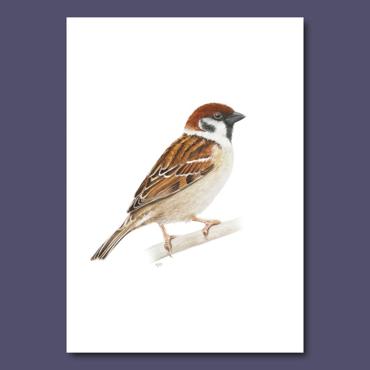 Tree Sparrow Original Painting – Gouache & Coloured Pencil on Paper