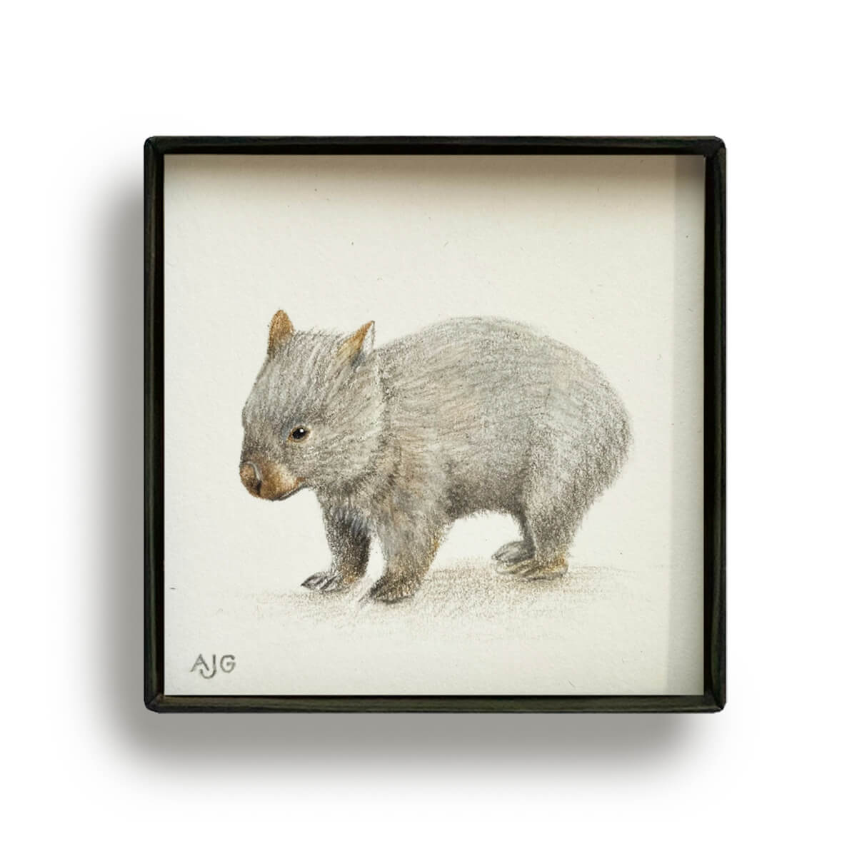 Wombat Picture Box miniature Australian animal painting by Amanda Gosse
