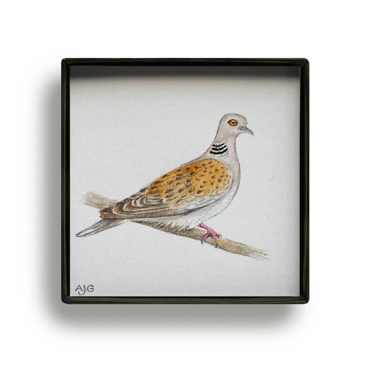 Turtle Dove Picture Box miniature bird painting by Amanda Gosse