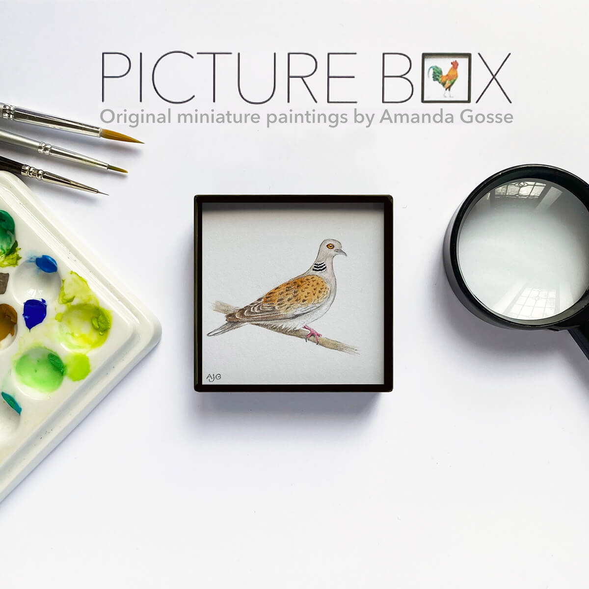 Turtle Dove Picture Box miniature bird artwork by Amanda Gosse