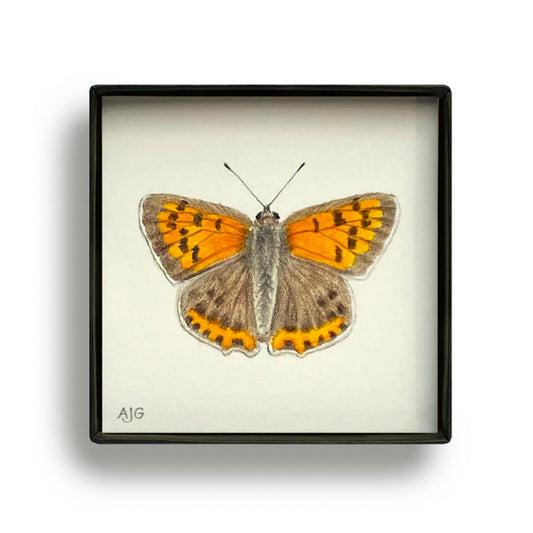 Small Copper Butterfly Painting Picture Box miniature insect painting by Amanda Gosse