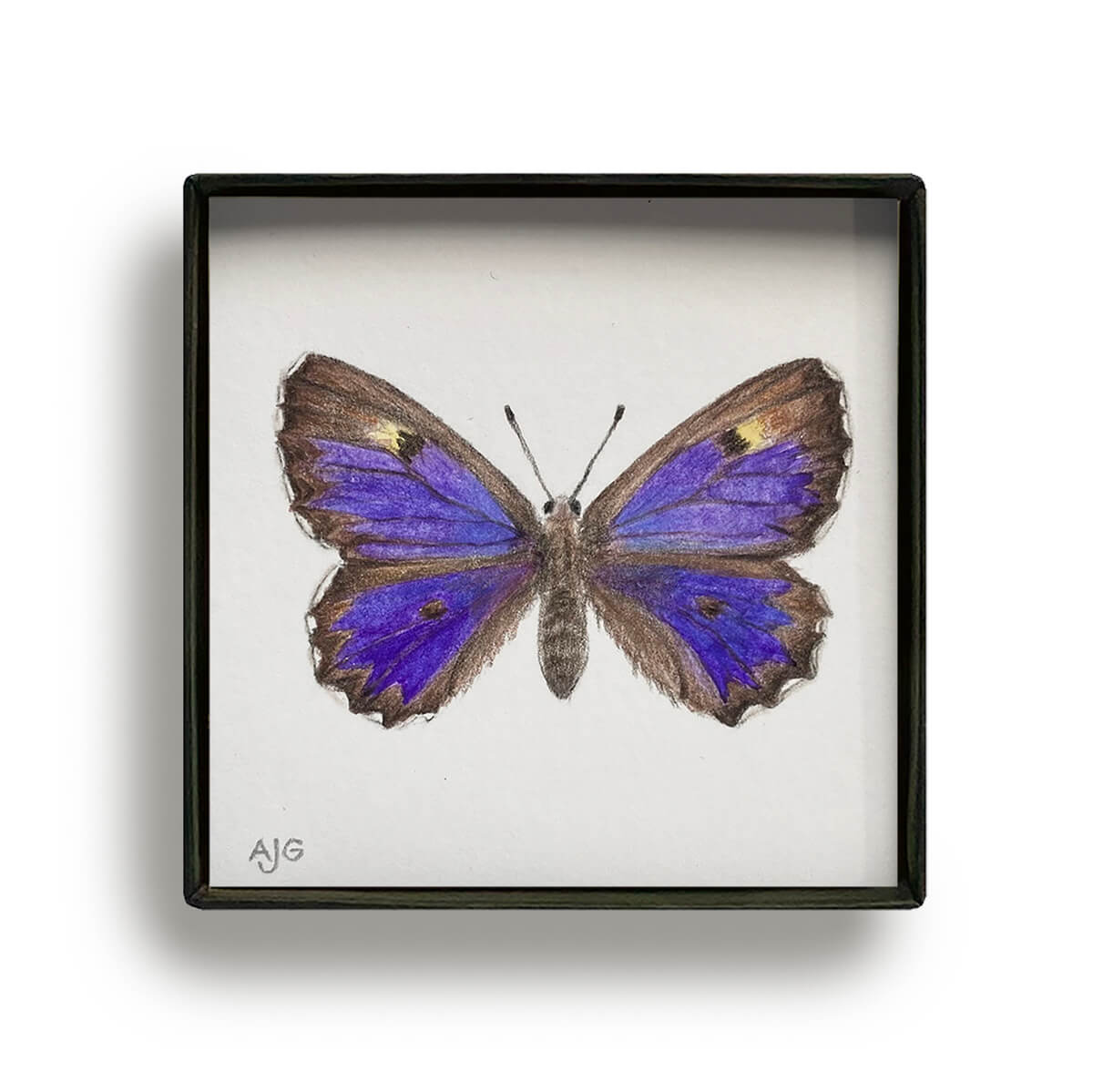 Bronze Azure Butterfly Painting Picture Box miniature insect painting by Amanda Gosse