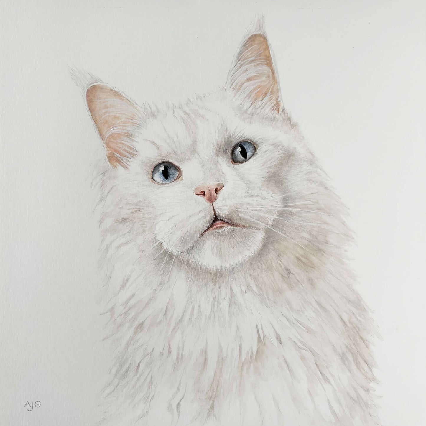 Maine Coon Cat  Portrait Commission Original Gouache Painting on Paper