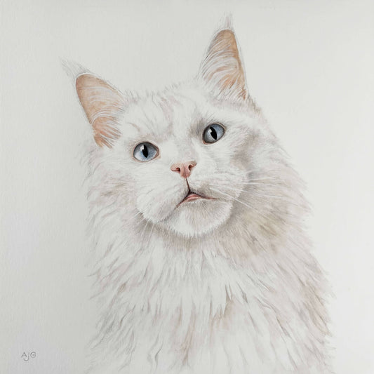 Maine Coon Cat  Portrait Commission Original Gouache Painting on Paper