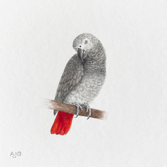 Painting of an African grey parrot with a red tail perched on a branch against a white background