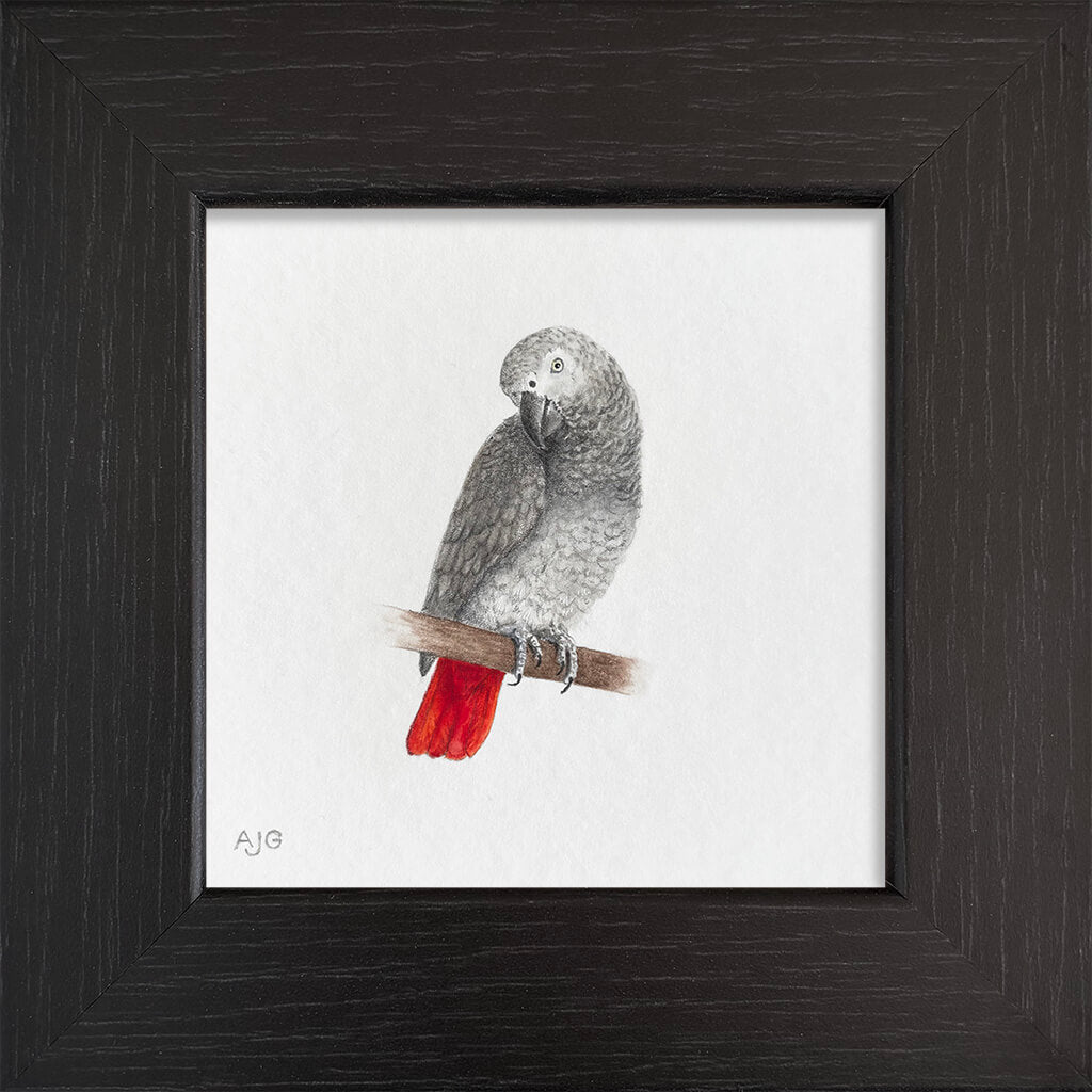 Framed artwork of a gray parrot with red tail on a white background
