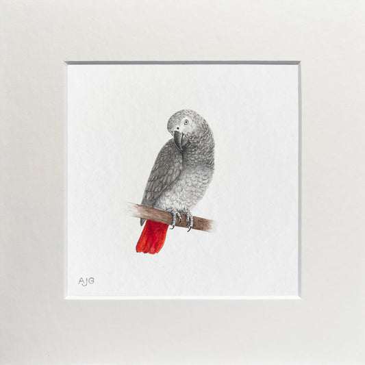 Mounted painting of an African grey parrot with a red tail perched on a branch against a white background