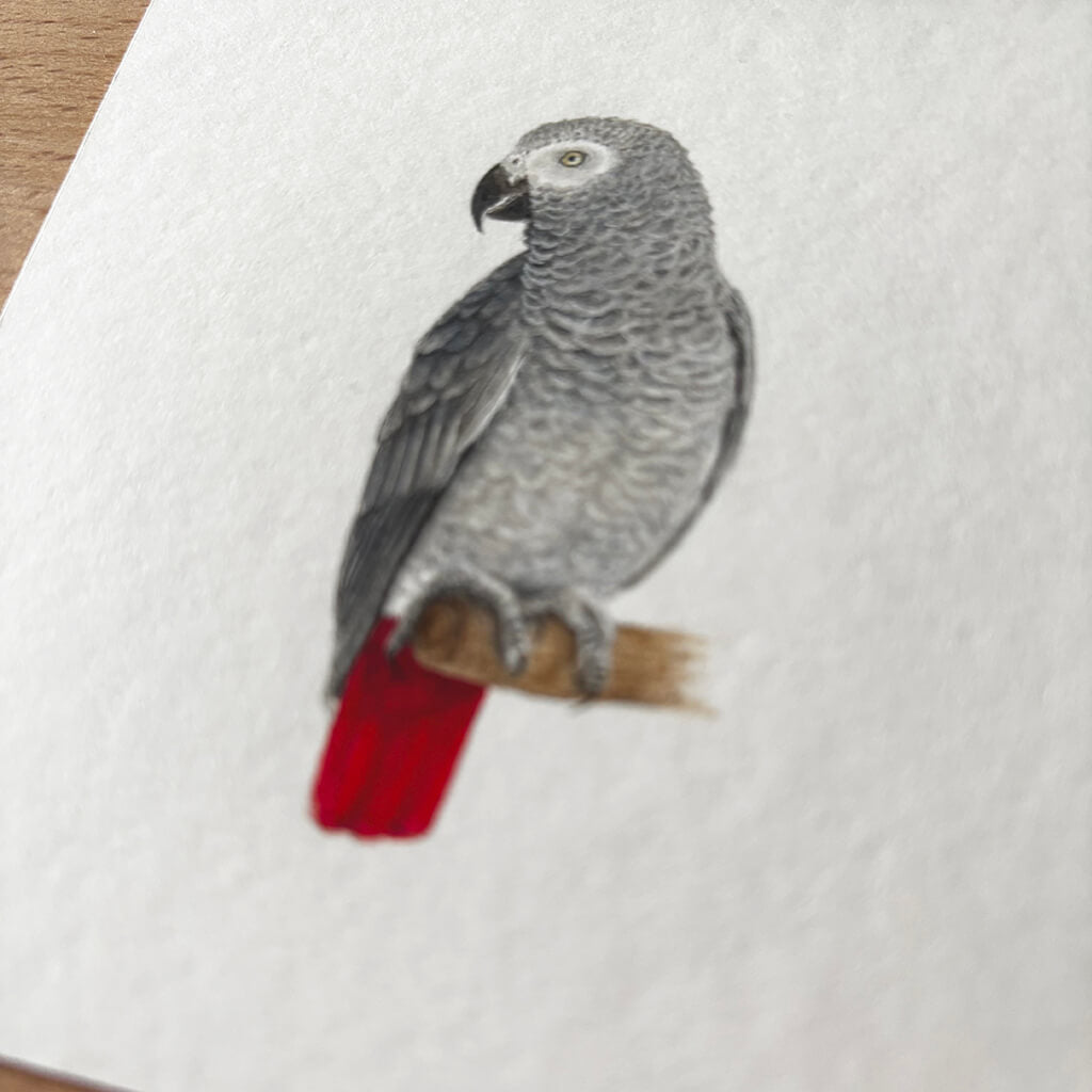 Painting of a grey parrot with a red tail on a white background seen at an angle