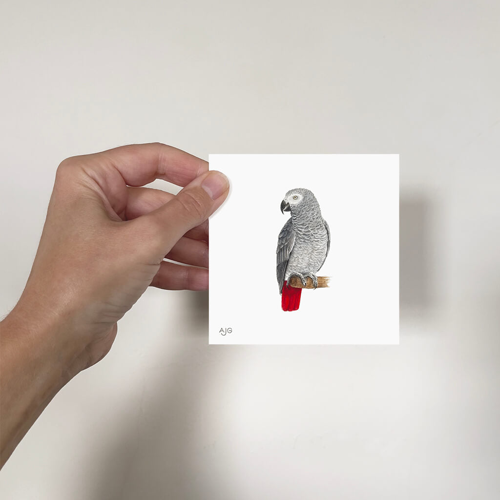Hand holding a small painting of an African Grey parrot on a plain background