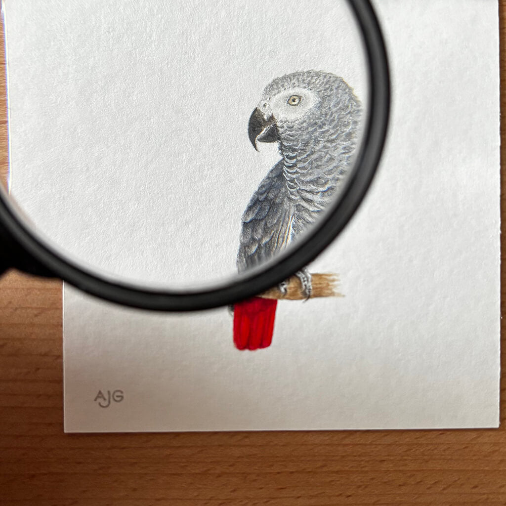 Painting of a grey parrot with red tail under a magnifying glass on a white background
