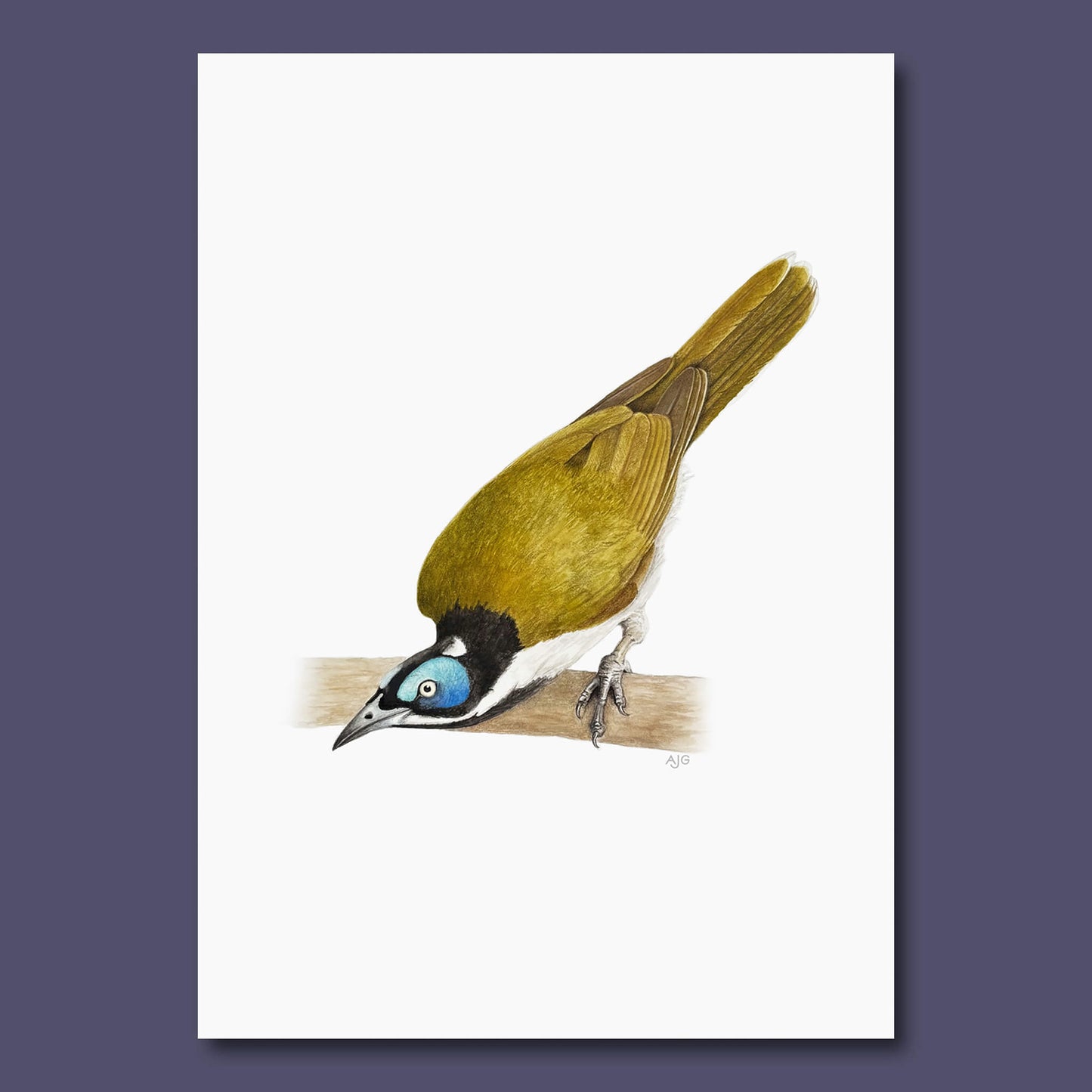 An original A4 painting of a blue-faced honeyeater on a branch on an off-white background, lying on a dark grape purple background.
