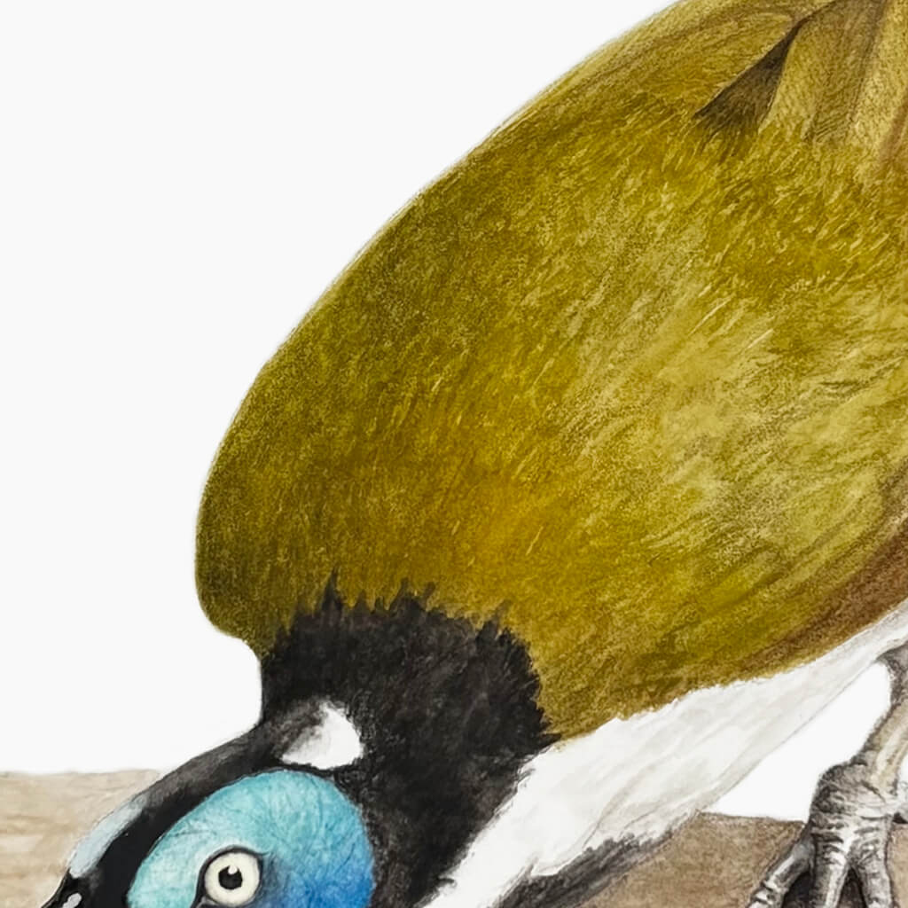Close-up detail of an original painting of a blue-faced honeyeater on a branch on an off-white background.
