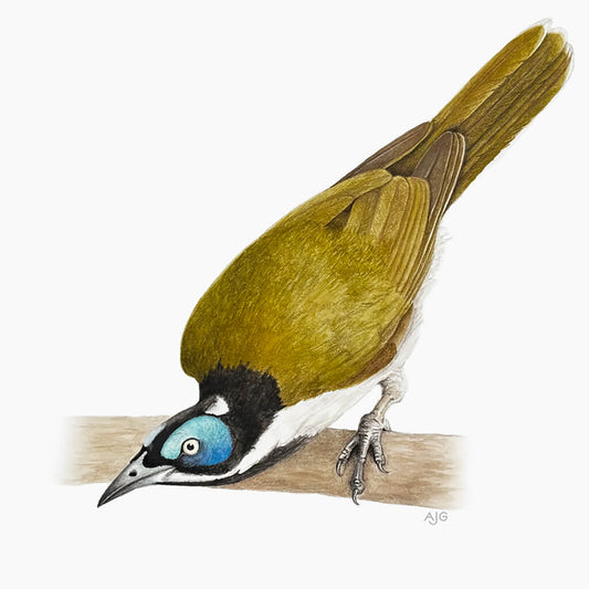An original painting of a blue-faced honeyeater on a branch on an off-white background.