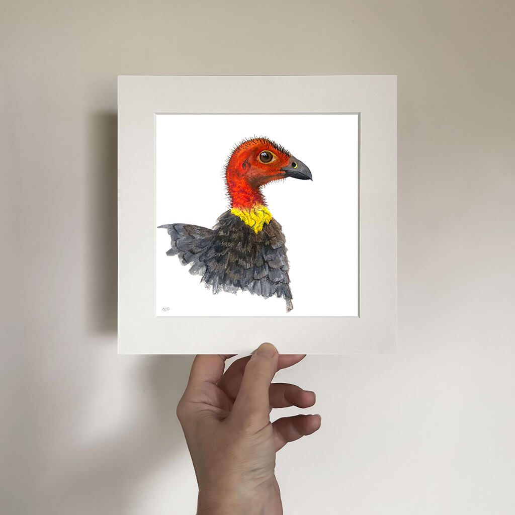 Framed artwork of a brush turkey bird held by a hand against a plain background