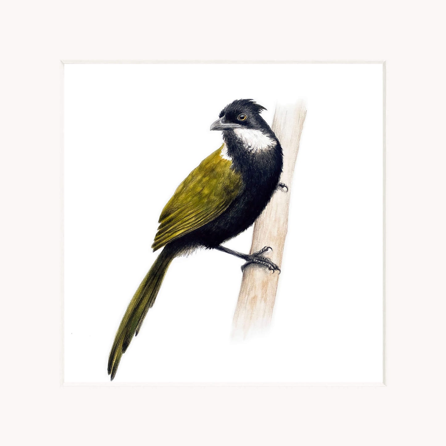 Eastern whipbird perched on a branch with a white background