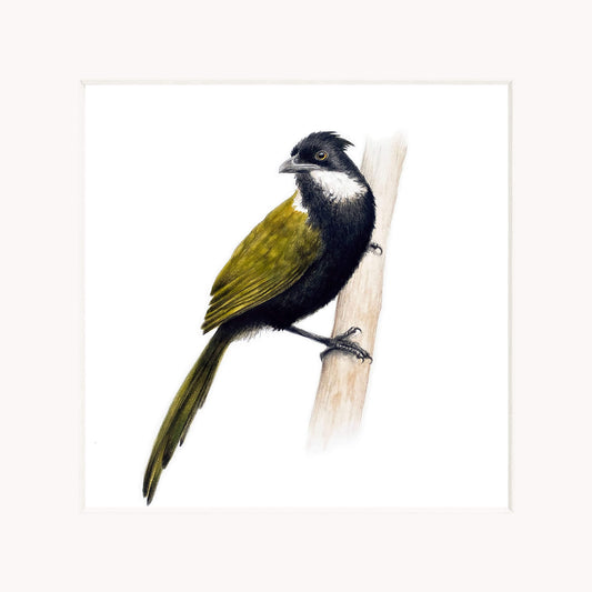 Eastern whipbird perched on a branch with a white background