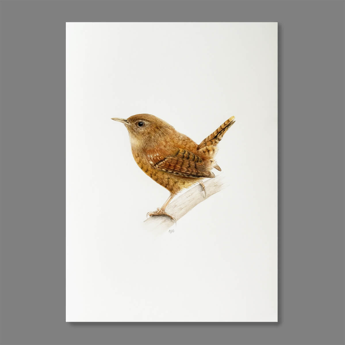 An original gouache and pencil artwork of a Eurasian wren bird on a branch by Amanda Gosse bird artist