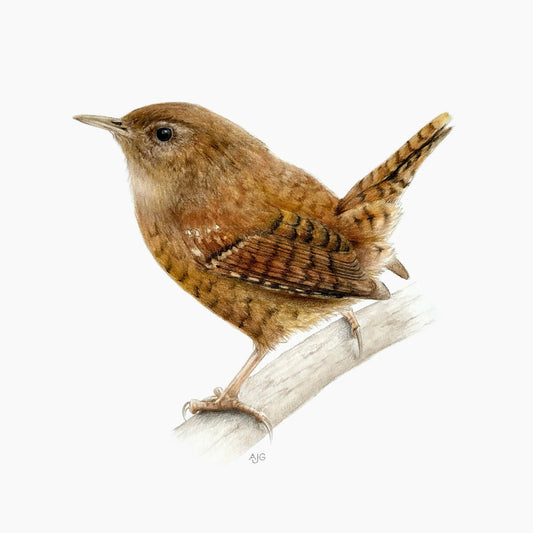 An original gouache and pencil painting of a wren bird on a branch by Amanda Gosse bird artist