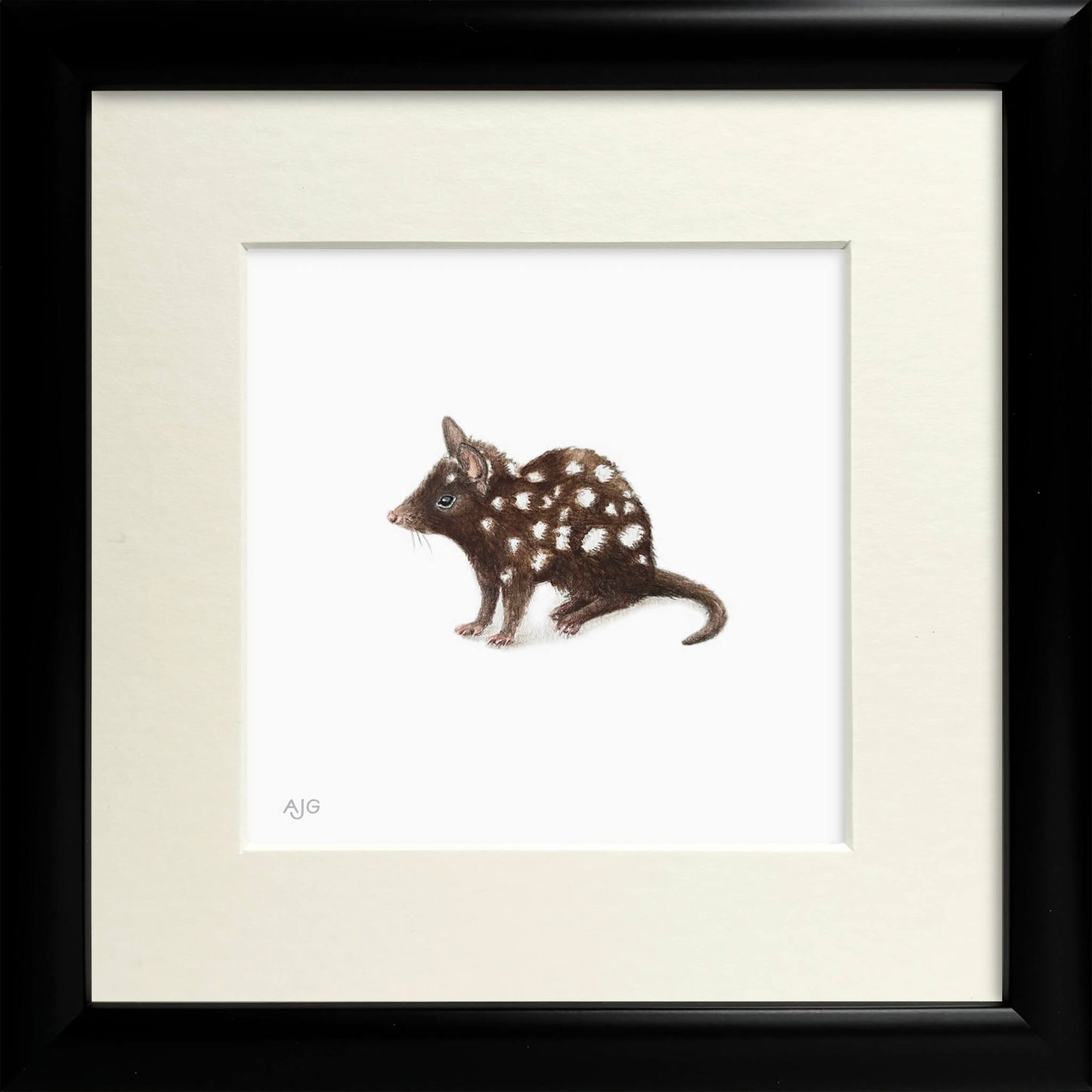 Framed artwork of a spotted Australian Eastern quoll on a white background