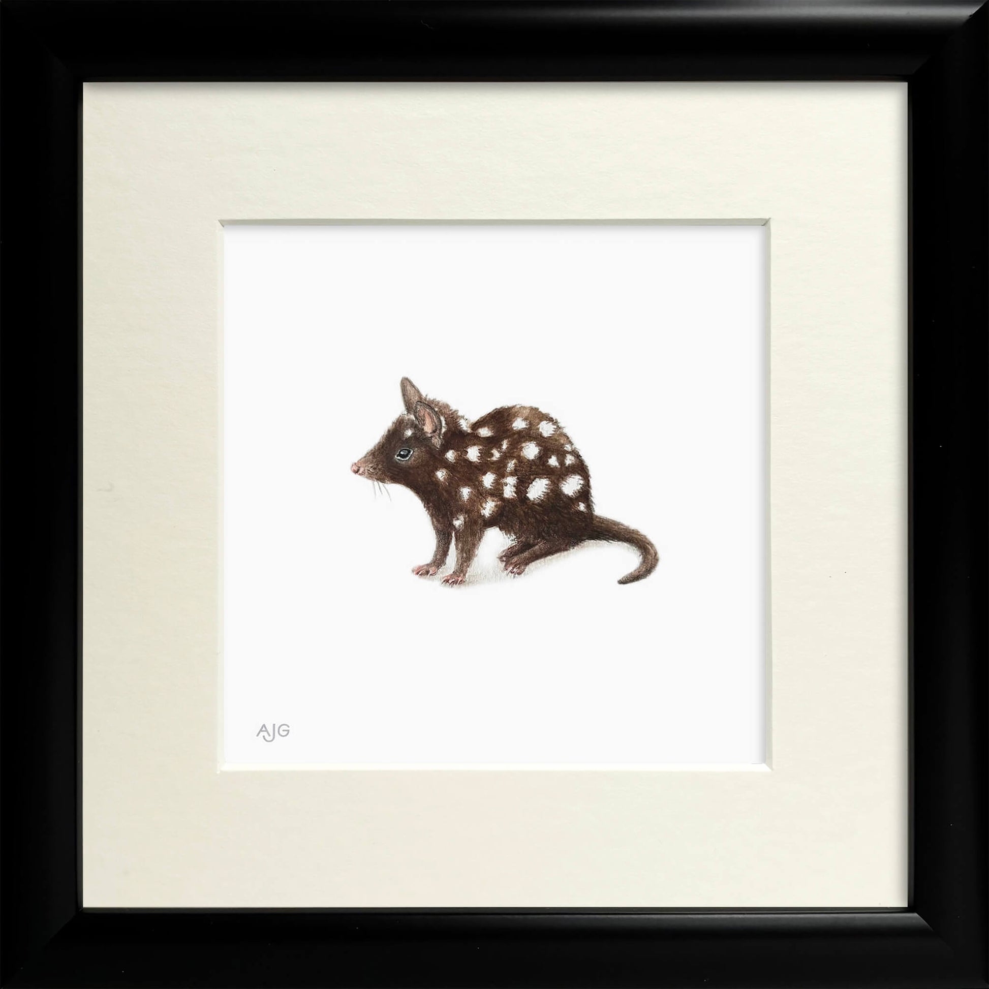 Framed artwork of a spotted Australian Eastern quoll on a white background
