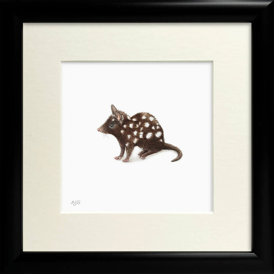 Framed artwork of a spotted Australian Eastern quoll on a white background