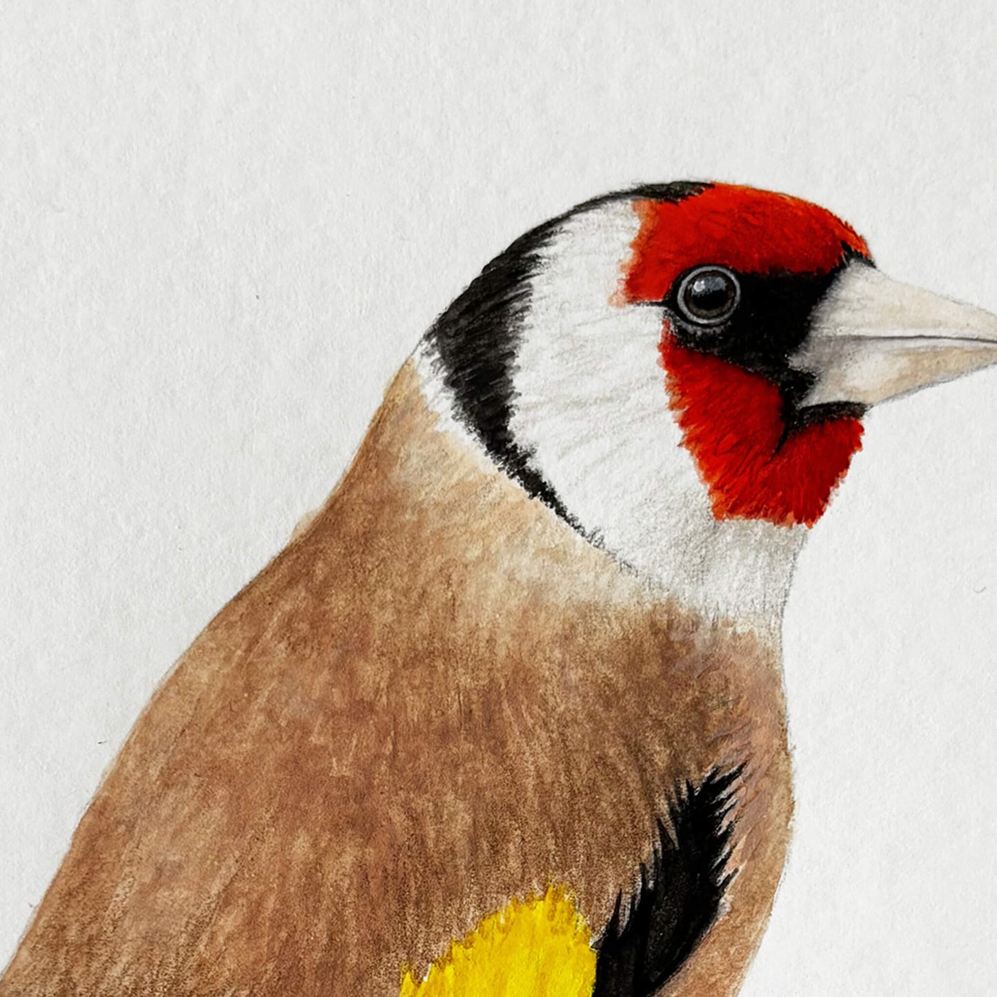 Close-up of a European goldfinch bird with a red face, white neck, and brown body on a soft white background