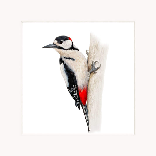 Fine art print in off white mount of a woodpecker perched on a branch with a white background